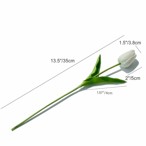 Single white tulip with dimensions labeled for easy reference.